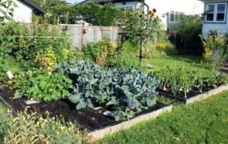 vege garden bed
